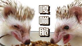 捣蛋鬼吃瓜,欢乐无限闹翻天
